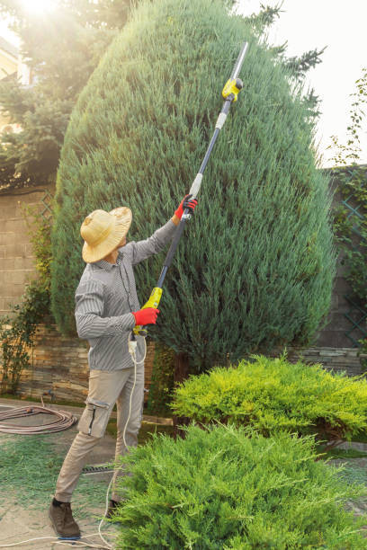 The Steps Involved in Our Tree Care Process in Santa Fe, NM